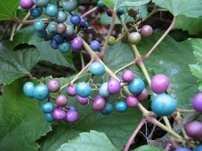 Invasive species porcelain berry